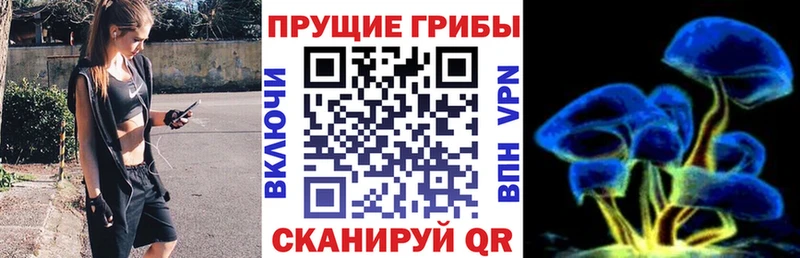Галлюциногенные грибы Psilocybine cubensis Пыталово