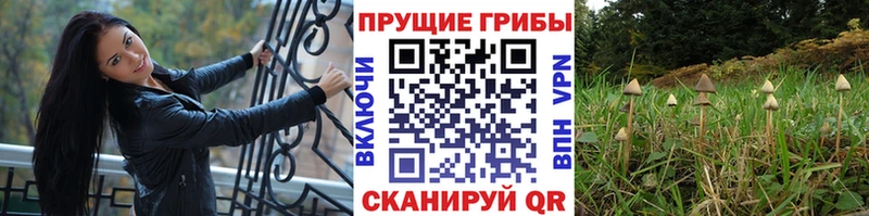 Галлюциногенные грибы мухоморы  купить   Пыталово 
